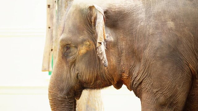 Sumatran Elephant at Zoo in Indonesia