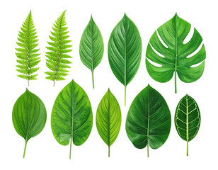 Assortment of vibrant, detailed botanical leaves on a stark black background