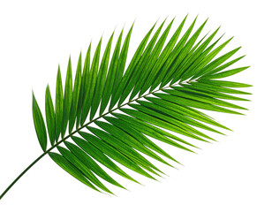 Obraz premium Close-up of a vibrant green palm frond against a black backdrop, showcasing details