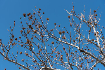 トゲトゲした実の残るモミジバフウの木