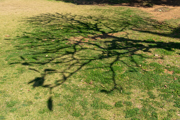 公園の緑の地面に葉の抜け落ちた木の影が映る