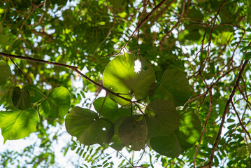 太陽の光が透ける大きなオオハマボウの葉