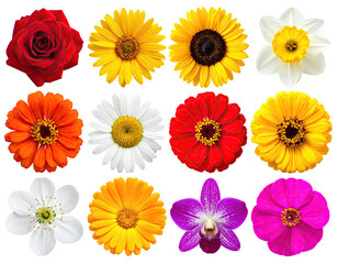 A vibrant array of diverse flowers, cut out on a black background, showcasing intricate details