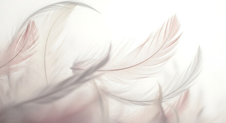Obraz premium Soft feathers gently floating in the air, a serene and peaceful scene from above