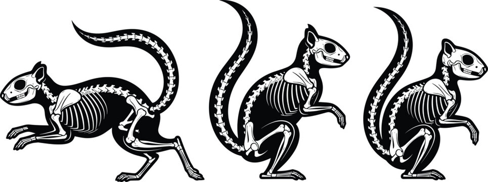Squirrel skeleton illustration set, rodent anatomy silhouettes with bones, gothic wildlife bones, spooky skeletal squirrel art for Halloween and biology design projects