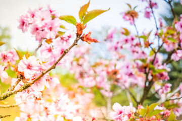 Obraz premium Cherry tree blossoming tree close up, pink cloud of flowers, copy space on sky