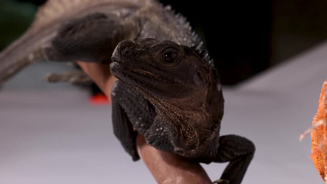 Close Up Profile of a Dark Hydrosaurus Lizard Perched on a Branch