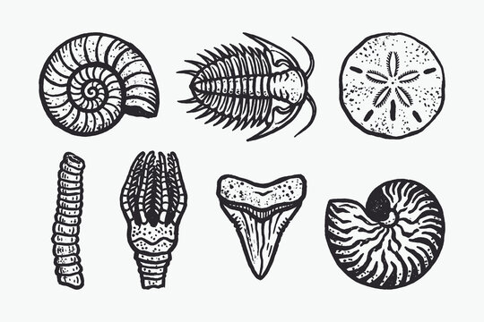Vintage Hand-Drawn Collection of Prehistoric Fossils and Ancient Marine Relics