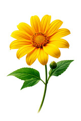 Fototapeta premium vibrant close-up photograph of a single yellow tithonia flower in full bloom against a transparent background, showcasing intricate details.