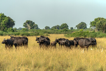 Obraz premium A group of African Buffalo (Syncerus caffer) in Queen Elizabeth National Park Uganda, Africa. 