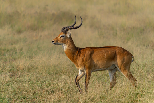 Male Ugandan kob (Kobus kob thomasi) in Queen Elizabeth National Park Uganda, Africa.   