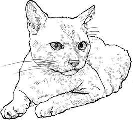 Drawing animal hand drawn cat sketch with fine line fur texture relaxing pet illustration for creative design