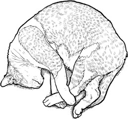 Hand Drawn Lovely Sleeping Cat Line Illustration