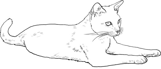 Drawing animal hand drawn black cat outline relaxing on floor with calm graceful pose and minimal line art style