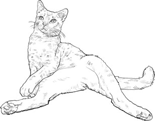Drawing animal hand drawn relaxed cat sketch with long tail and stretched leg plain backgrounddrawing animal hand drawn