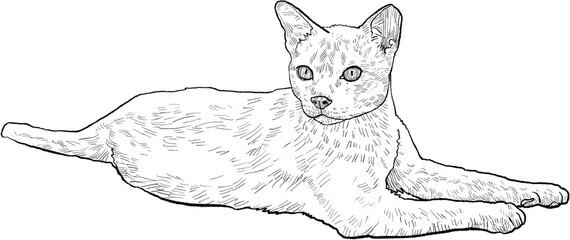 Drawing animal hand drawn cat lying relaxed line art illustration on transparency background playful mood