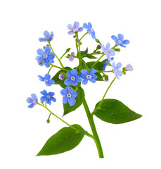 Fototapeta na wymiar Beautiful sprig of blue forget-me-not (Brunnera) flowers isolated on white or transparent background
