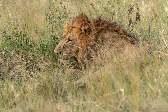 Beautiful African Lion (Panthera leo) male relaxing in Queen Elizabeth National Park Uganda, Africa.  