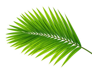 Obraz premium Close-up of a vibrant green palm frond with detailed texture and sharp edges, isolated on black