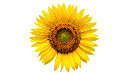 Obraz premium Close-up of a vibrant sunflower, bright yellow petals radiating from a brown central disk
