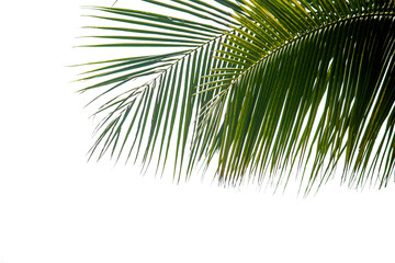 palm tree leaves isolated on transparent