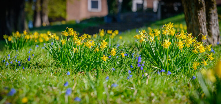 Blooming daffodils and blue scilla in sunny spring park. Close-up of yellow daffodils blooming in green park lawn on sunny spring day, surrounded by delicate blue spring flowers squill (Scilla).