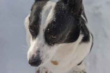  Black and white Cardigan Welsh Corgi on a winter walk