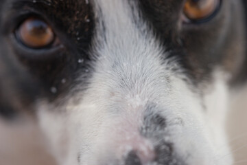  Black and white Cardigan Welsh Corgi on a winter walk