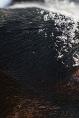  Black and white Cardigan Welsh Corgi on a winter walk