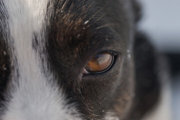  Black and white Cardigan Welsh Corgi on a winter walk