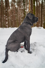 Cane Corso Walking in Heavy Snowstorm