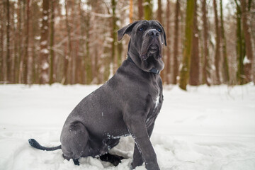 Cane Corso Walking in Heavy Snowstorm