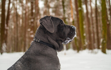 Cane Corso Walking in Heavy Snowstorm