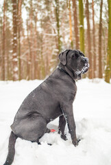 Cane Corso Walking in Heavy Snowstorm