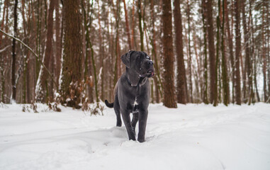 Cane Corso Walking in Heavy Snowstorm