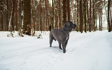 Cane Corso Walking in Heavy Snowstorm