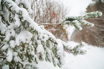 Snowy Winter Forest in Blizzard Weather