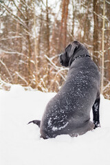 Cane Corso Walking in Heavy Snowstorm