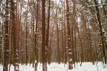 Snowy Winter Forest in Blizzard Weather