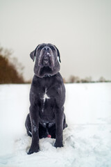 Cane Corso Walking in Heavy Snowstorm