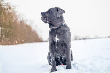 Cane Corso Walking in Heavy Snowstorm