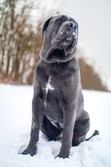 Cane Corso Walking in Heavy Snowstorm