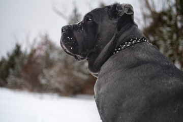 Cane Corso Walking in Heavy Snowstorm
