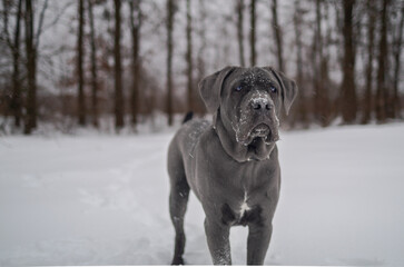 Cane Corso Walking in Heavy Snowstorm