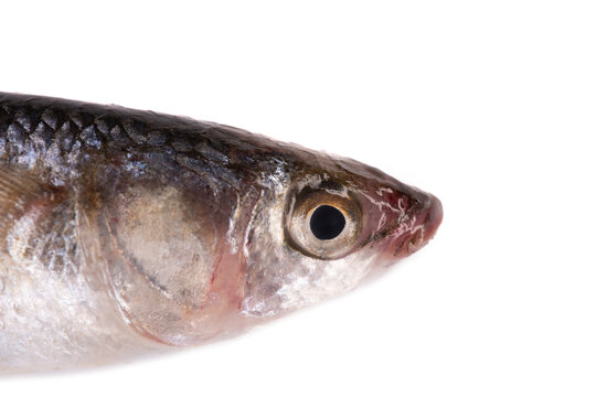 A yearling mullet, probably a golden mullet (Liza aurata). Sea of ??<??<Azov. Isolated on white portrait