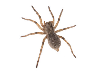 Young mygale, tarantula spider Lycosa sp. from the steppe of the Kerch Peninsula, Crimea.