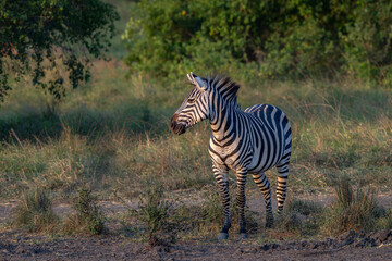Gorgeous young Burchell's zebra (Equus burchellii) in Lake Mburo National Park, Uganda, Africa.                 © Albert