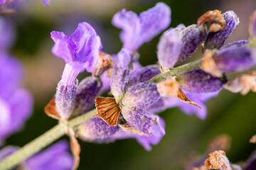 Lavender flowers. Spicate lavender (Lavandula angustifolia). Macro adornment plant flower-bearing shoots, spike-shaped inflorescences, bluish-purple flower from the Crimean fields. Oil of spike
