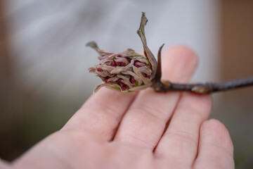 Dried Flower Bud in Hand Close Up