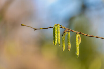 Naklejka premium Selective focus of Corylus avellana flower on the tree with sunlight in the afternoon, The common hazel is a species of flowering plant in the birch family Betulaceae, Nature floral pattern background